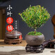小葉赤楠盆景老樁金絲楠木盆栽綠植室內辦公室綠植物四季好養G1JW 赤楠+舍得陶瓷盆+復古底座+苔鮮 【1盆裝】嘗鮮裝
