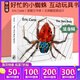 英文原版 Eric Carle The Very Busy Spider 好忙的小蜘蛛 吳敏蘭書(shū)單第77本 常青藤爸爸推薦 廖彩杏書(shū)單 綠山墻