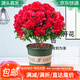 萌肉居杜鵑花四季種植盆栽花卉綠色植物/杜鵑花大苗+加侖盆拖源頭直發(fā)
