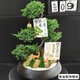 芙洛拉花園【兩小時達】五層塔松盆栽送導師青松綠植喬遷之喜開業(yè)教師節(jié)禮物 學術長青【精致造景五層塔松盆景】 送導師推薦
