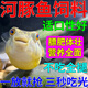 河豚魚(yú)飼料潛水艇斑馬狗頭巧克力娃娃魚(yú)專(zhuān)用糧開(kāi)口高蛋白營(yíng)養魚(yú)食 【一瓶】魚(yú)糧 150ML【體驗裝】