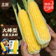 北蔬 水果玉米種子苗超甜生吃大棒苞米種籽 美甜六號水果玉米種子100g