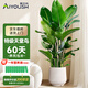 愛(ài)優(yōu)尚天堂鳥(niǎo)綠植盆栽客廳室內辦公室大型綠植好養凈化空氣源頭直發(fā)