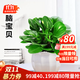 嘆為觀(guān)止18種吊蘭任你選金邊吊蘭各種盆栽花卉客廳垂吊桌面植物凈化空氣 特級豆瓣綠【陶瓷盆】 含盆
