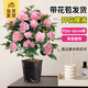 開(kāi)時(shí)果 香妃山茶花盆栽帶花苞發(fā)貨 四季花卉室內綠植物山茶花樹(shù)苗好養活 【大苗】1盆/50-60cm-單發(fā)植物