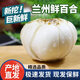 甘健輝【產(chǎn)地直發(fā)】蘭州百合新鮮甜百合食用甜百合根莖類(lèi)蔬菜百合白百合 1斤裝精品四皇【每斤16顆】