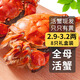 【活蟹】乾澄大閘蟹現(xiàn)貨 全母蟹2.9-3.2兩8只 去繩足重鮮活螃蟹海鮮中秋禮盒源頭直發(fā)
