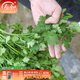 壽禾 農家小葉香菜種子老品種四季芫荽蔬萊籽種籽陽(yáng)臺盆栽秋冬季菜籽 （大葉）老香菜種子30g