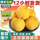 正宗蒙陰黃桃【順豐】紅心黃肉黃毛桃黃金蜜桃當季水果爆汁 5斤A+級特大果｜更大更甜