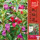 壽禾 鳳仙花種子苗指甲花四季種植花卉種籽 中國鳳仙種子(混色)1000粒