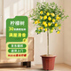 瑯闕香水檸檬樹(shù)盆栽客廳果樹(shù)綠植大型植物室內陽(yáng)臺四季好養源頭直發(fā)