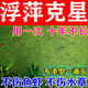 滅浮萍藥水產(chǎn)養殖不傷魚(yú)蝦蟹魚(yú)池塘除浮萍速殺浮萍凈清除劑一掃光 1瓶【魚(yú)塘無(wú)苔藻浮萍】