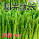 四季種植蘆筍種子蔬菜種子進(jìn)口綠蘆筍種籽抗熱耐寒高營(yíng)養(yǎng)春秋種植 標(biāo)準(zhǔn) 剛到新種4包約200粒