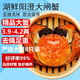 【活蟹】湖鮮陽(yáng)澄大閘蟹全母3.9-4.2兩8只去繩足重現貨鮮活超大螃蟹送禮禮盒裝源頭直發(fā)