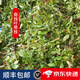 新鮮采摘宜興野生烏飯葉子推薦5斤10斤南燭葉特產(chǎn)黑飯草頭烏米粽 1000g