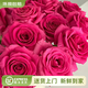 云南鮮花批發(fā)品質(zhì)玫瑰百合水養鮮切花送女友生日禮物源頭直發(fā) 弗洛伊德-20支 【任選2件—不收運費】