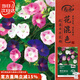 壽禾 牽?；ǚN子苗陽(yáng)臺爬藤盆栽花卉種籽 壽藝爬藤牽?；ǚN子約3000粒