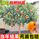 呆果丁無(wú)核枇杷苗樹(shù)特大砂糖大五星果樹(shù)苗嫁接枇杷苗當年結果南北方種植 【假一賠十】雞蛋黃枇杷5年苗（當年結果）死苗包賠