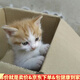 中華田園貓橘貓貍花奶牛白貓黑貓三花貓活體活物寵物幼崽活幼體 田園級 隨緣一只小貓咪 母
