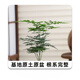 花竹戀大文竹盆栽盆景辦公室內綠色植物客廳花卉四季常青綠植陽(yáng)臺盆景 小號文竹育苗盆