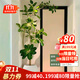 手耕田網(wǎng)紅孟加拉榕盆栽大型綠植黃金榕高山榕樹(shù)室內客廳落地橡皮面包樹(shù) 孟加拉榕樹(shù)1.6-1.8m高米白創(chuàng  )意 帶盆栽好