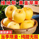 正宗新疆阿克蘇維納斯蘋(píng)果9斤順豐包郵新鮮脆甜多汁黃金富士蘋(píng)果W 9斤 大果
