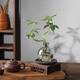 八芽發(fā)財樹小盆栽花卉水培植物客廳桌面綠植室內(nèi)四季招財樹辦公室好養(yǎng) 雙桿發(fā)財樹-小藍瓶-紫砂托-方托 含盆