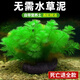 瘋狂水草綠菊水草植物魚(yú)缸專(zhuān)用坨草造景增氧陰性水榕養魚(yú)生態(tài)缸水培綠植 【NCAC大賽級】小寶塔1個(gè)