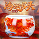 景韻雅成景德鎮(zhèn)陶瓷新中式招財聚寶盆開業(yè)裝飾風(fēng)水?dāng)[件家居喬遷送禮辦公室 鴻運(yùn)當(dāng)頭+木質(zhì)底座+五帝錢