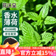 花沃里香水薄荷種子約1000粒盆栽種籽花卉種子四季花種家庭盆栽陽(yáng)臺庭院
