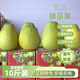 【金蘭柚】江西正宗安福蠶子井岡密柚新鮮當季水果新鮮采摘柚子 10斤袋裝（一斤半以上）5-7個(gè) 30年老樹(shù) 產(chǎn)地直發(fā)