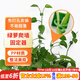 漫生活綠蘿固定器綠植免釘貼墻自粘式掛鉤園藝藤蔓植物攀爬夾子中號30個(gè)