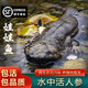 娃娃魚(yú)鮮活發(fā)貨可食用大鯢人工養殖活體淡水魚(yú)生鮮產(chǎn)地直發(fā)可送禮 4斤活體娃娃魚(yú)一條【帶菜譜】