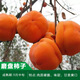 景琳涵柿子苗樹(shù)苗嫁接果樹(shù)苗南北方種植地栽火晶柿脆甜柿子樹(shù)苗當年結果 磨盤(pán)柿5年苗 當年結果（推薦新手種植）包成活