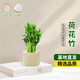 京云夢(mèng)荷花竹小盆栽步步高觀(guān)音竹富貴土培盆擺植物提拉米蘇源頭直發(fā)