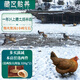 卡拉達藏土雞半雞900g一年以上農家散養老母雞黃雞走地雞源頭直發(fā)包郵