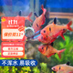 森森（SUNSUN）貼片飼料熱帶魚(yú)斗魚(yú)魚(yú)糧孔雀魚(yú)紅綠燈通用型魚(yú)食 【葷素搭配】150ml螺旋藻+150ml豐年蝦貼片
