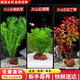 瘋狂水草（FKSC）真水草魚(yú)缸造景套餐凈化水質(zhì)懶人魚(yú)缸水草植物直接入缸蜈蚣草 【火山石】水草入門(mén)組合3棵
