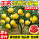 呆果丁江西馬家柚樹(shù)苗柚子樹(shù)紅心柚苗嫁接果苗果樹(shù)廣豐盆栽地栽當年結果 6年苗結果多多【現挖發(fā)貨 原土帶葉】死苗包補
