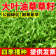 大葉油草草坪種子庭院別墅美國四季青狗牙根黑麥草草籽子耐寒護坡 大葉油草種子10斤