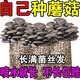 蘑菇種植包菌種菌棒食用菌平菇室內植物盆栽陽(yáng)臺家庭種植蘑菇菌包 灰平菇1包【不送噴壺】