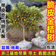 景琳涵帶果金桔盆栽樹(shù)苗四季果樹(shù)食用小金桔子苗脆皮金橘招財果室內植物 脆皮金桔2年苗不帶果（適合大面積種植）死苗包賠