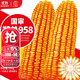 大禹鄭單958玉米種子國審產(chǎn)高矮大棒雜交抗旱抗倒官方正品矮桿包谷 國審鄭單958玉米種子500g4袋