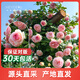 海蒂的花園月季花苗盆栽帶花苞果汁陽(yáng)臺小苗爬藤花卉植物源頭直發(fā)