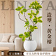 臨雅特級黃金榕客廳綠植物盆栽花葉橡皮樹(shù)室內大型高山榕落地盆景好養 【旗艦款】黃金榕1.6-1.8m+印象圓球樹(shù)脂盆