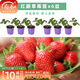壽禾草莓苗帶土發(fā)貨大苗壽禾苗場(chǎng)四季帶盆栽好秋冬季批發(fā)奶油秧苗 紅顏草莓苗 6盆+肥料