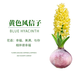 盆栽花卉四季秋冬耐寒郁金香套裝土培綠植風(fēng)信子水培室內種球水養 黃球風(fēng)信子1個(gè)球+2袋營(yíng)養液 16-17CM
