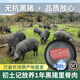 初土記無(wú)抗黑豬大里脊肉3斤林下放養1年皖南黑毛豬 新鮮豬瘦肉原產(chǎn)地
