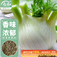 壽禾 球莖茴香種子苗陽(yáng)臺庭院種植蔬菜種籽 香洋球莖茴香種子2g/袋*3