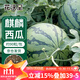 花沃里麒麟西瓜種子約90粒 8424西瓜苗冰糖西瓜蔬菜種子盆栽庭院田間種
